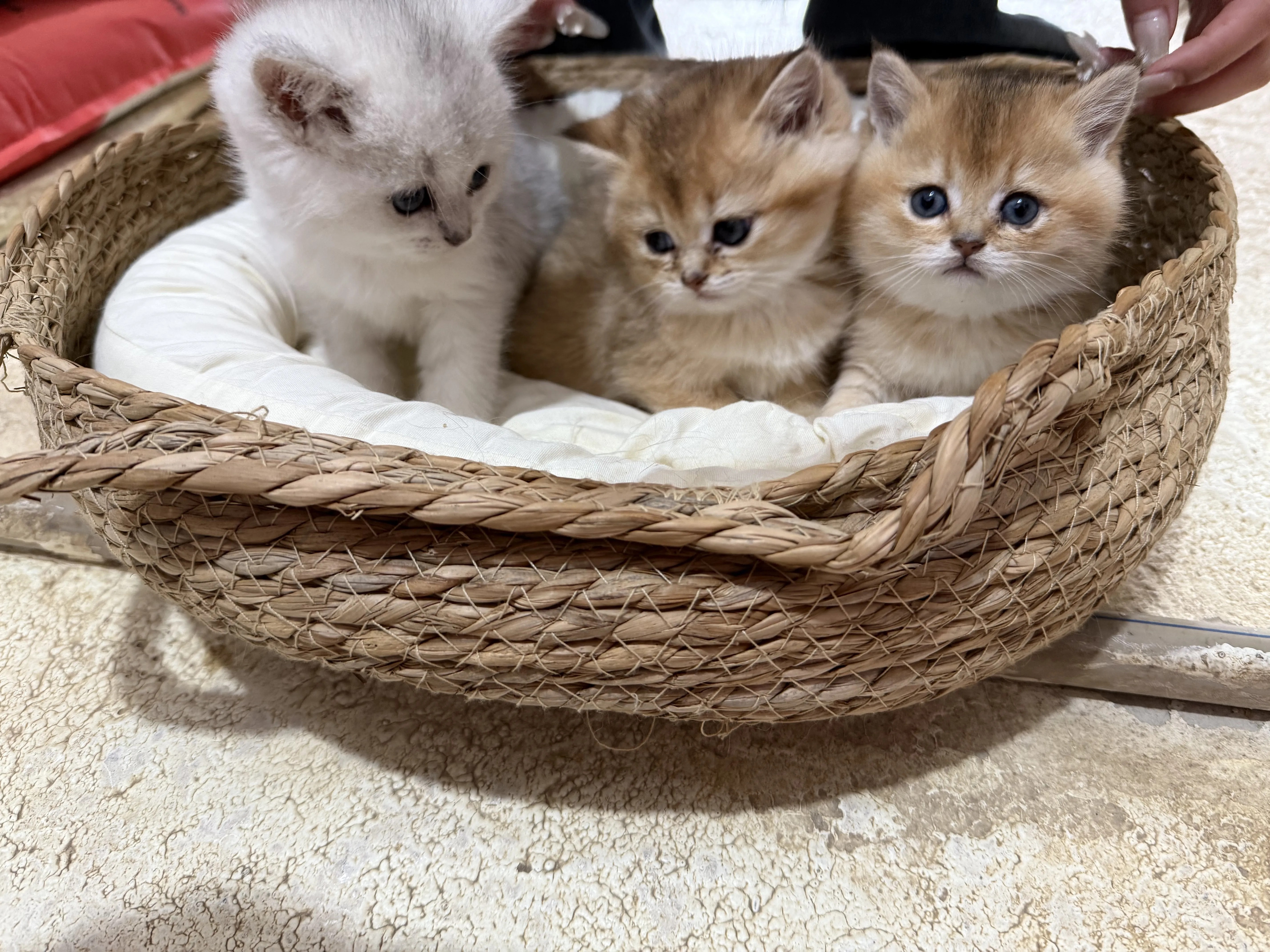 金渐层 银渐层 活泼可爱大包子脸 长期售后、终身饲养指导